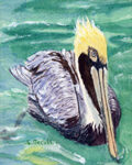 FLOATING PELICAN WATAERCOLOR 4X6