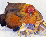 HENS WITH CHICKS WATERCOLOR 6X4