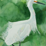 SNOWY EGRET WATERCOLOR 23X11