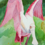 SPOONBILL WATERCOLOR 23X11