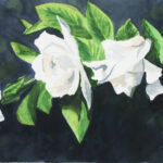 100 GARDENIA WATERCOLOR 15X22
