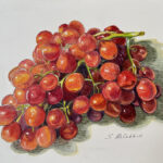 150 GRAPES COLORED PENCILES 8X10