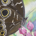 175 NATURE'S PATTERNS COLORED PENCIL 8X10
