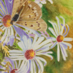 25P MOUNTAIN FLOWERS COLORED PENCIL 10X10