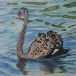 27P SWAN COLORED PENCIL 8X18