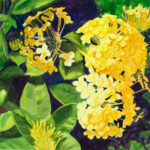 34 YELLOW FLOWERS WATERCOLOR 11X15